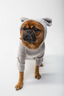 un pitbull vistiendo un mameluco color gris