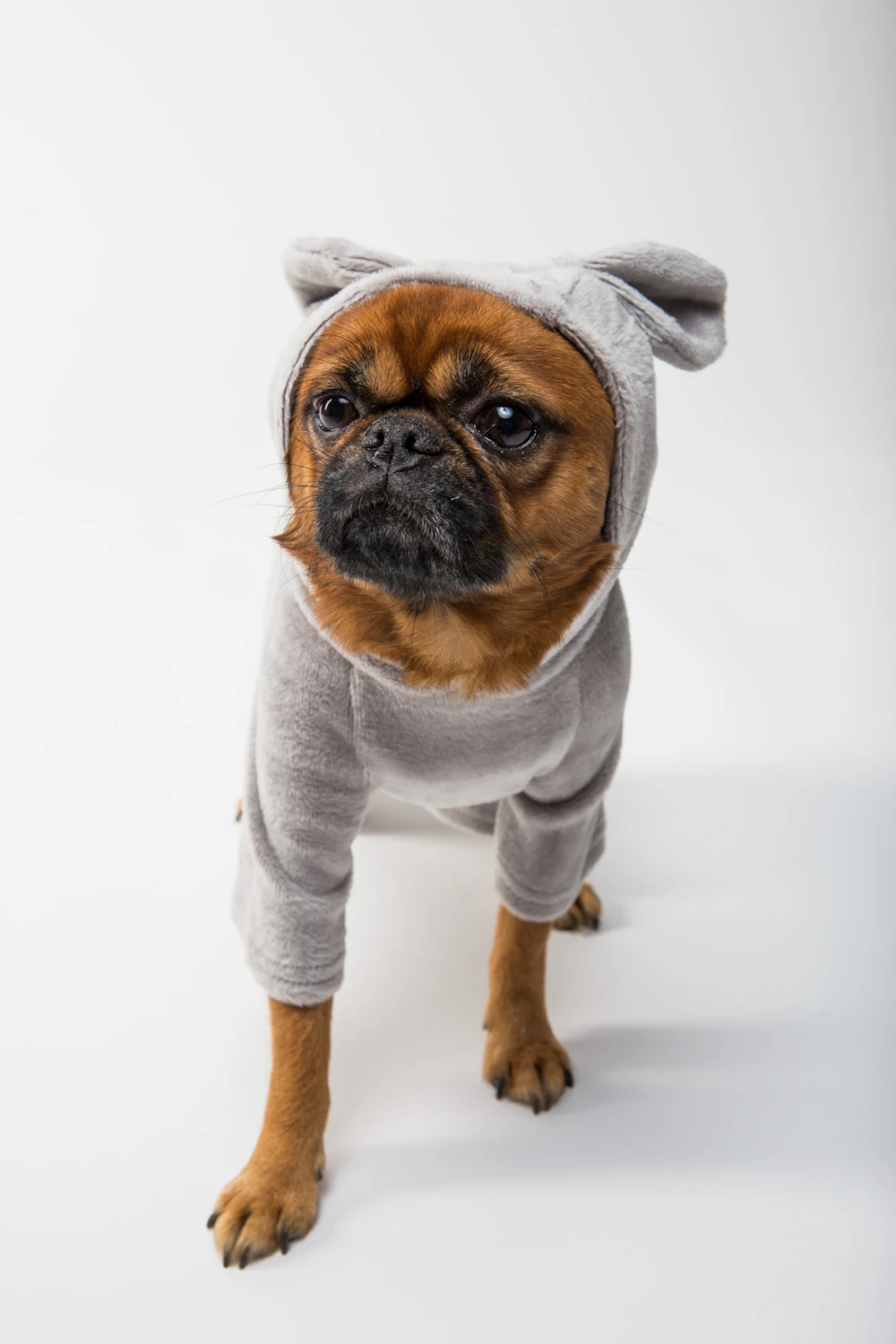 Perro con sudadera gris sobre fondo blanco