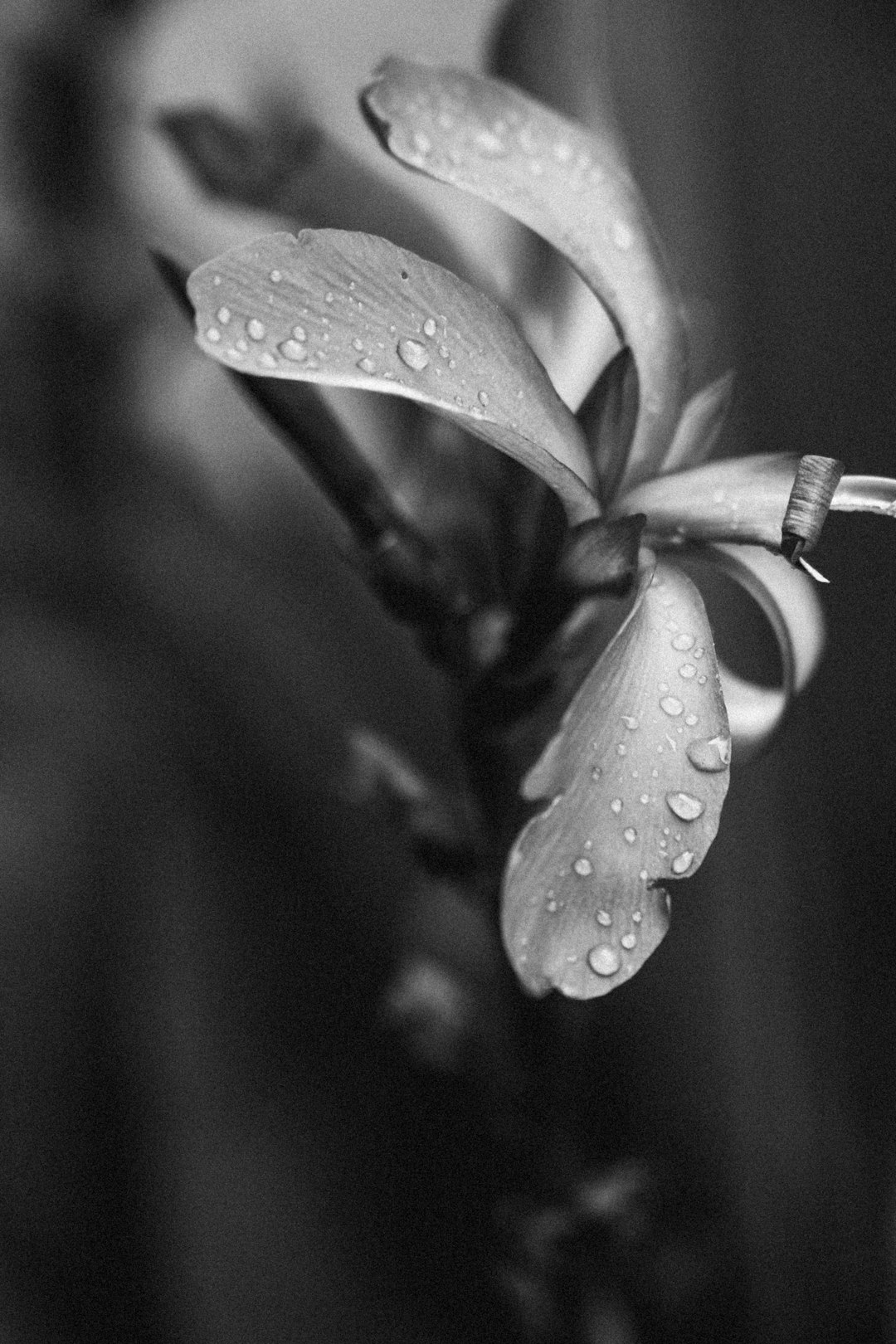 grayscale photography of leaves