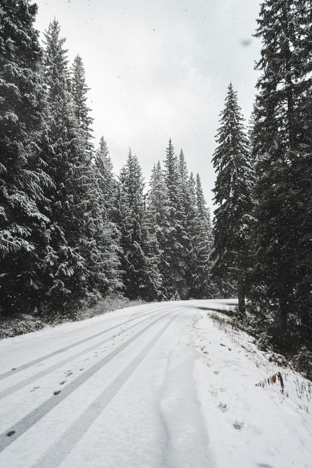 Die Straße ist zwischen den Bäumen mit Schnee bedeckt
