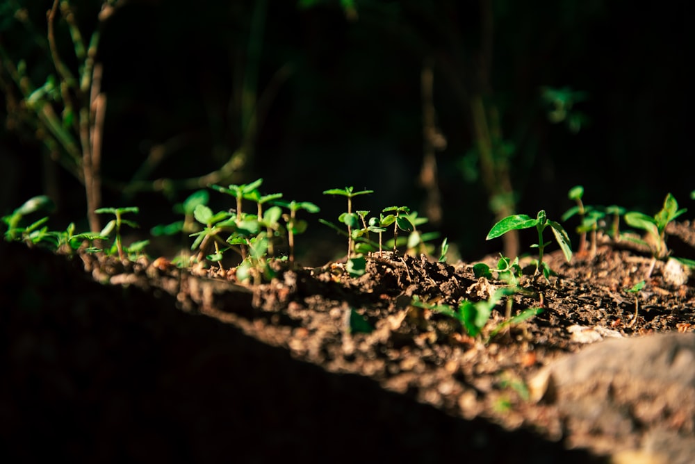 brown soil