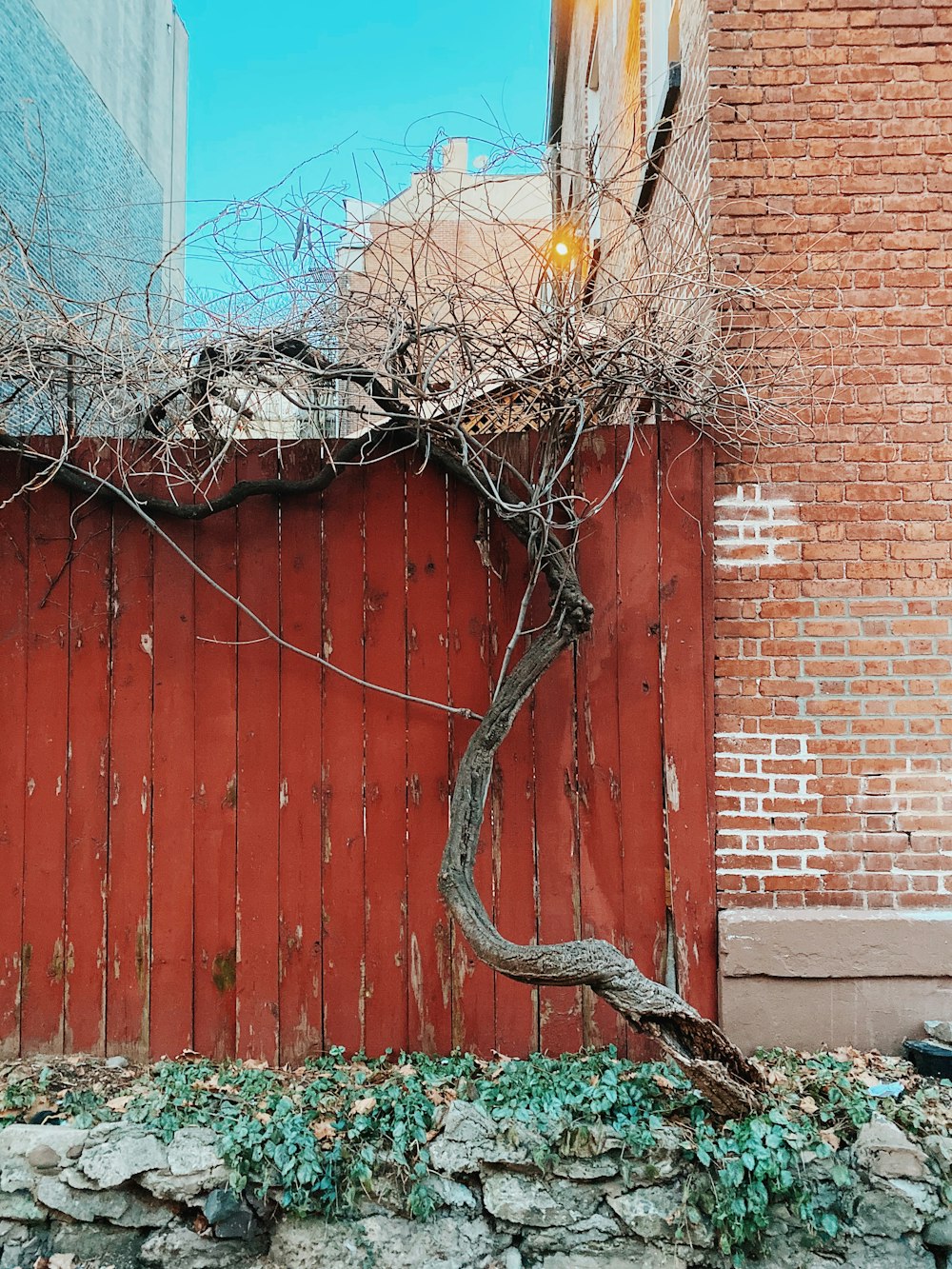 bare tree beside red wooden fence