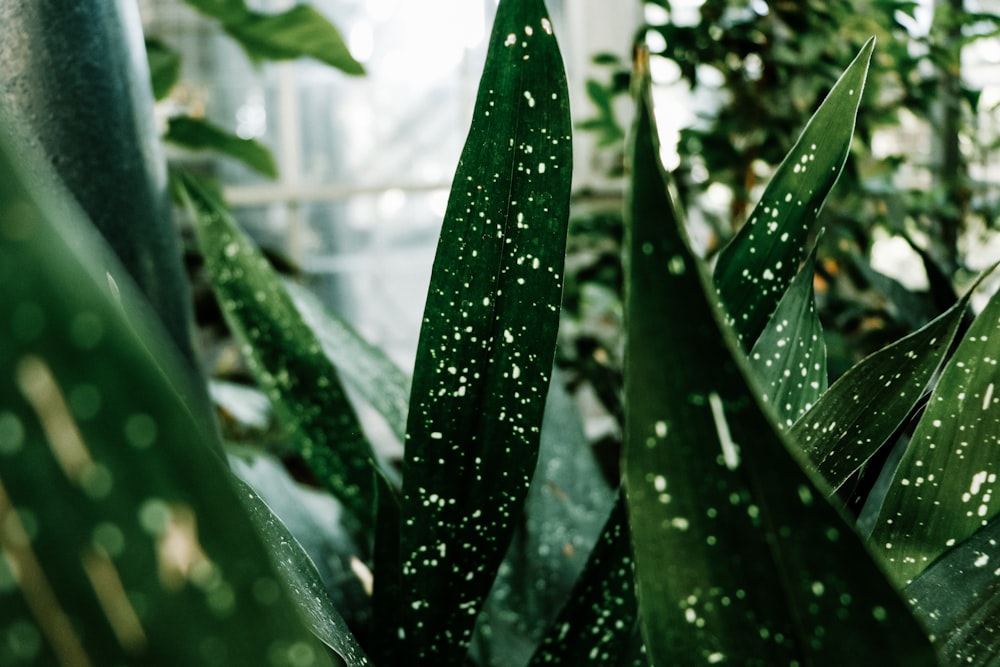 a close up of a leafy plant in a greenhouse