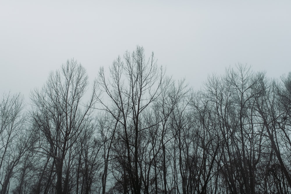 灰色の空の下の裸の木々