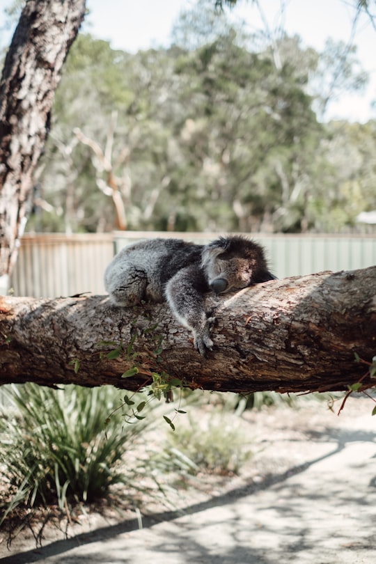 four-legged brwn anima on tree log in Moonlit Sanctuary Australia