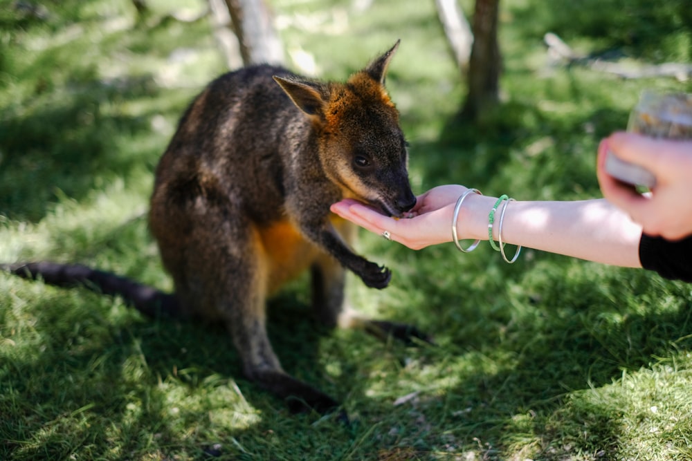 person feeding animal