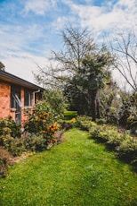 Picture showing a messy garden and a house. In the garden are trees, lawn, bushes and other plants. 