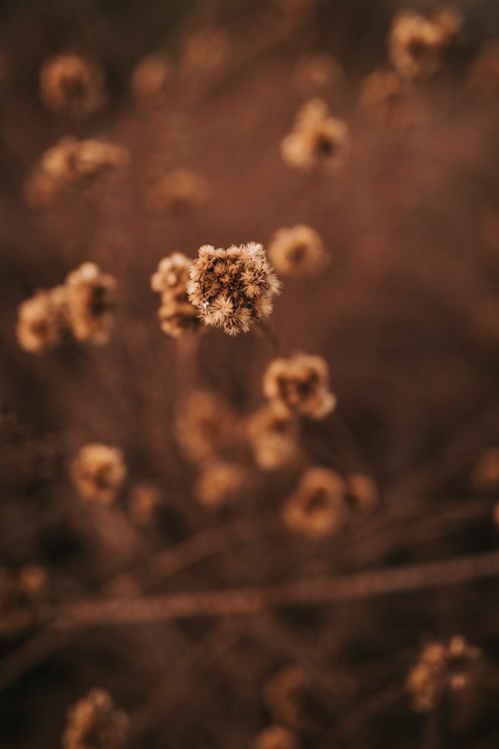 a bunch of flowers that are in the grass