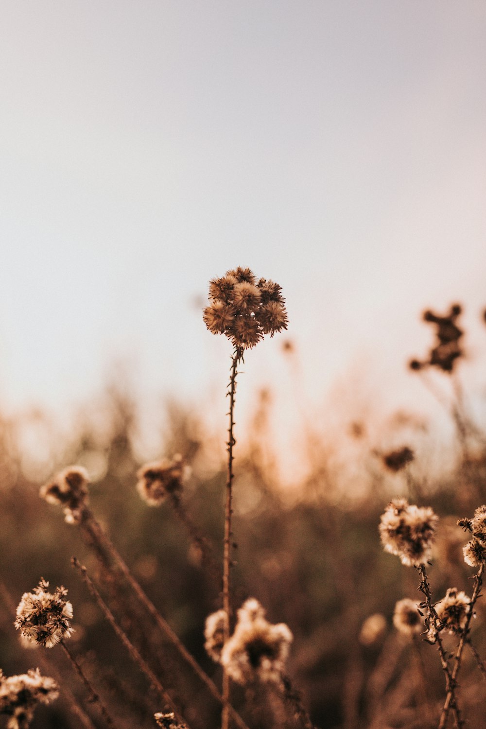 beige petaled flower