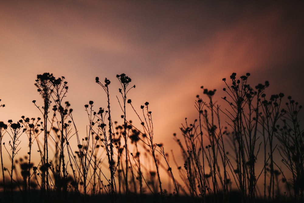 silhouette photo of flowers