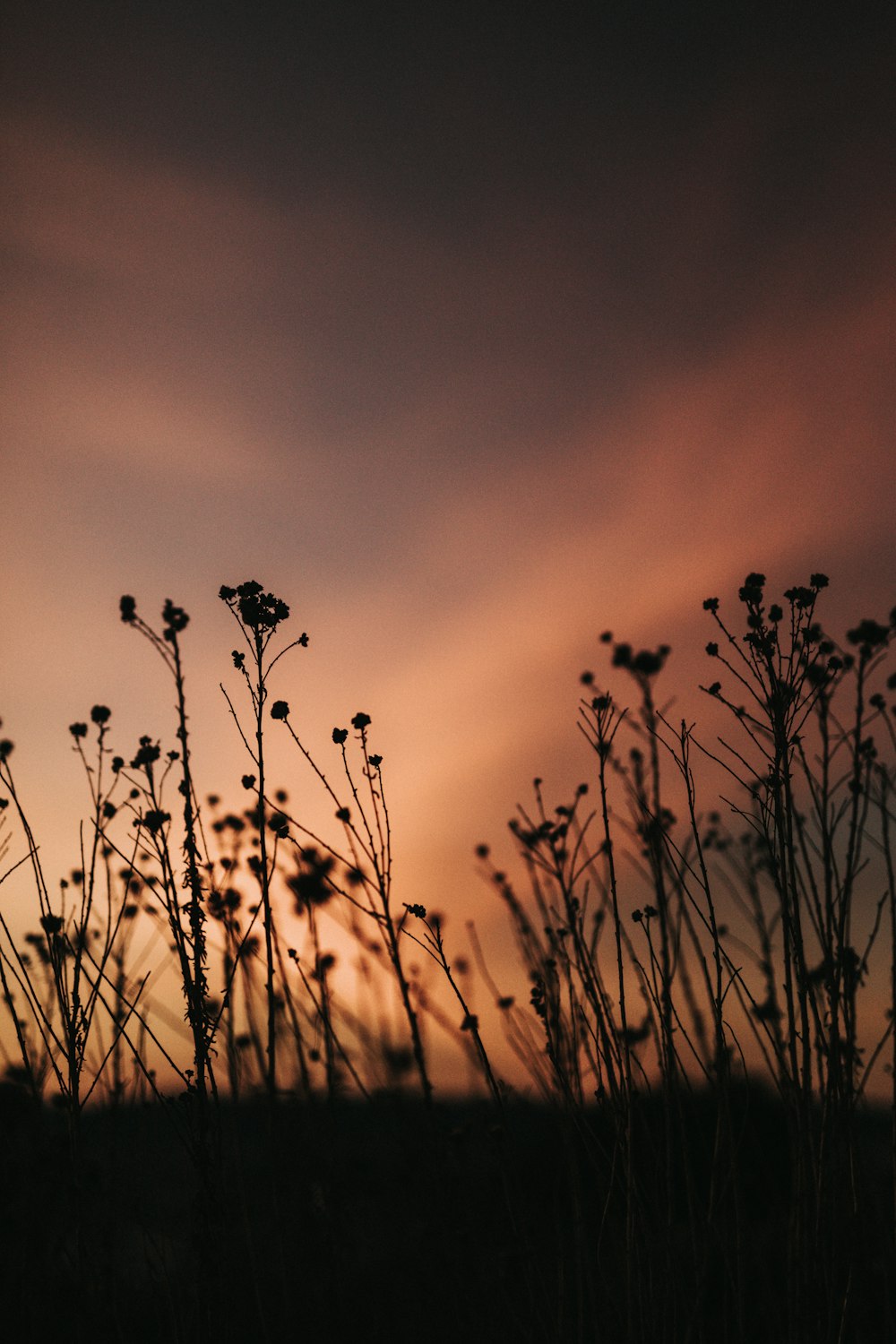 silhouette photo of flowers