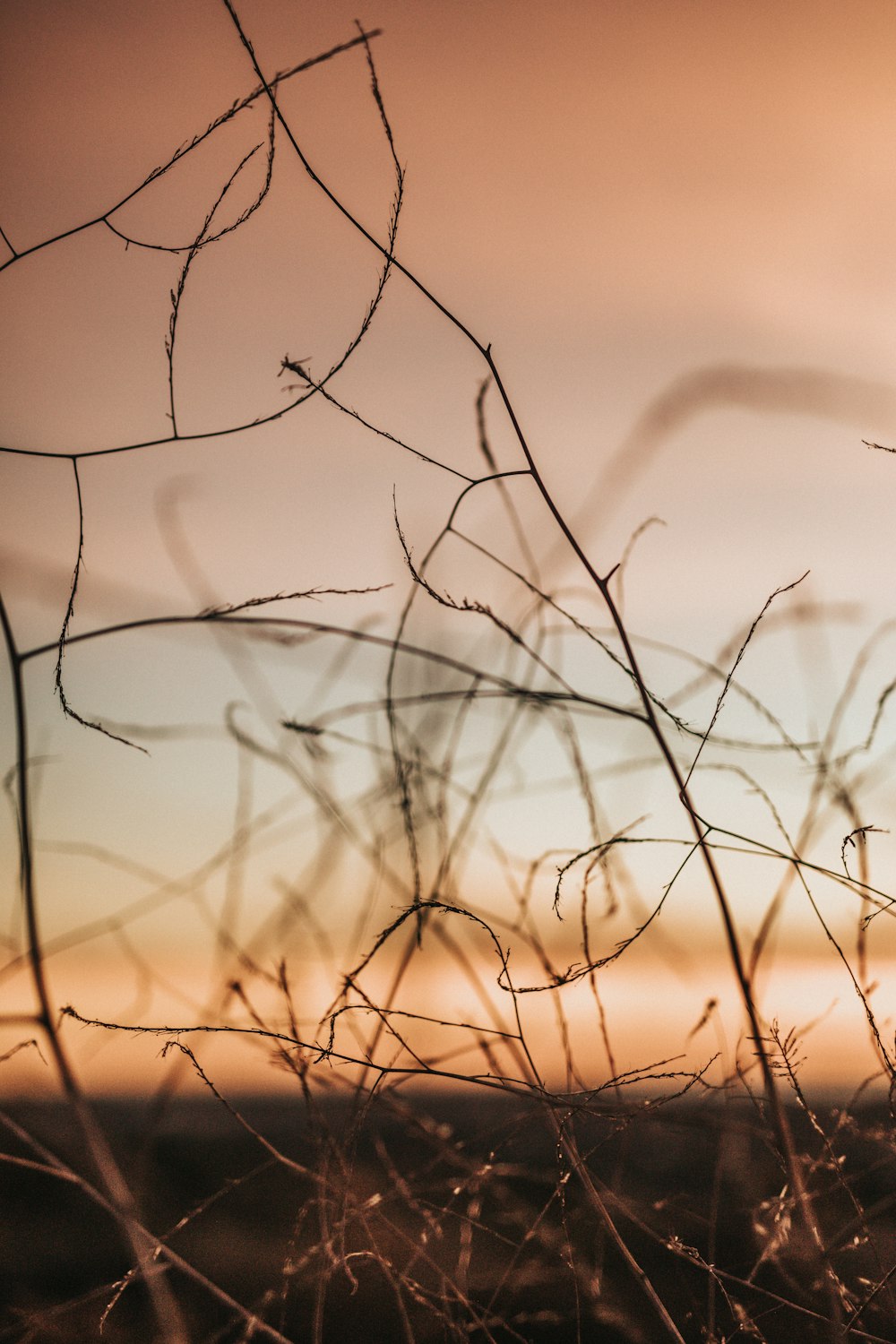 a close up of a plant with a sky in the background