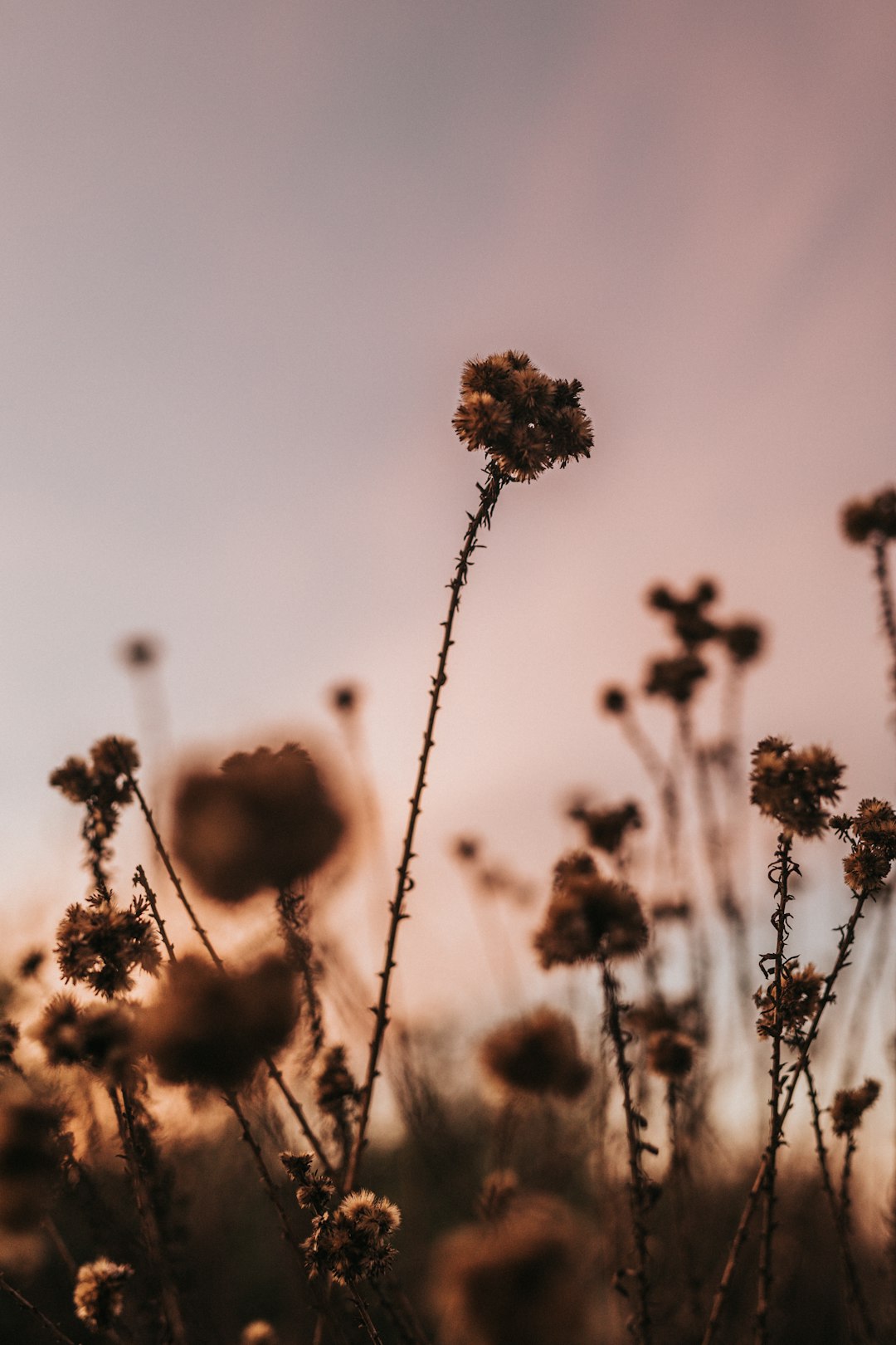 silhouette photo of flowers