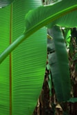 A close-up view of vibrant green banana leaves with distinct ridged patterns, surrounded by a lush backdrop of dense vegetation.