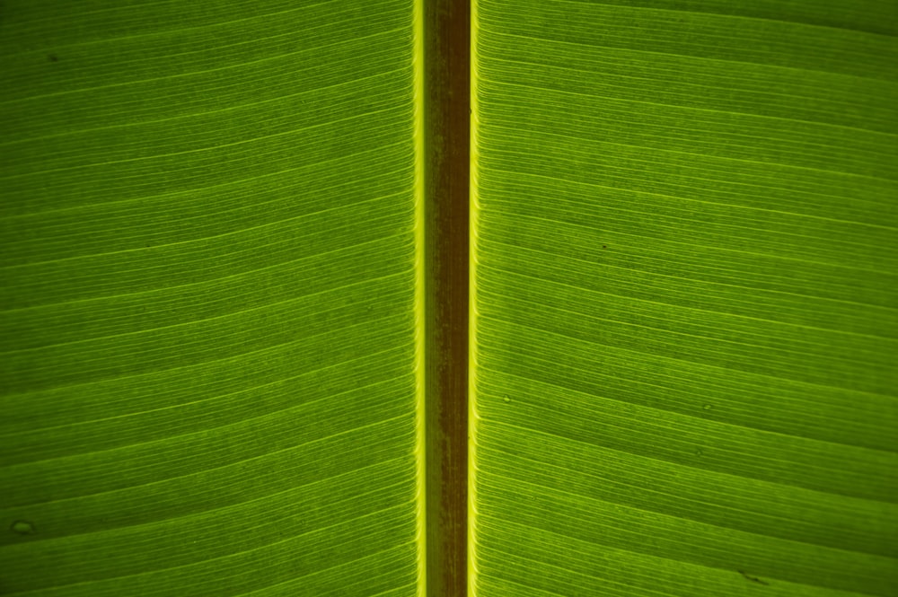 banana leaf