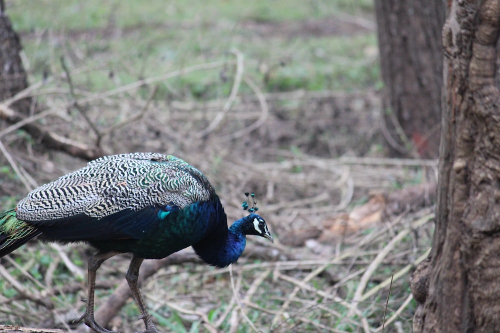 peahen nearby tree