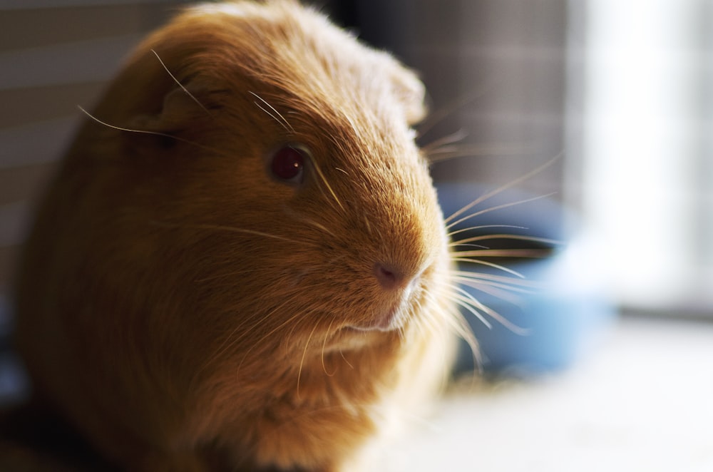 brown guinea pig