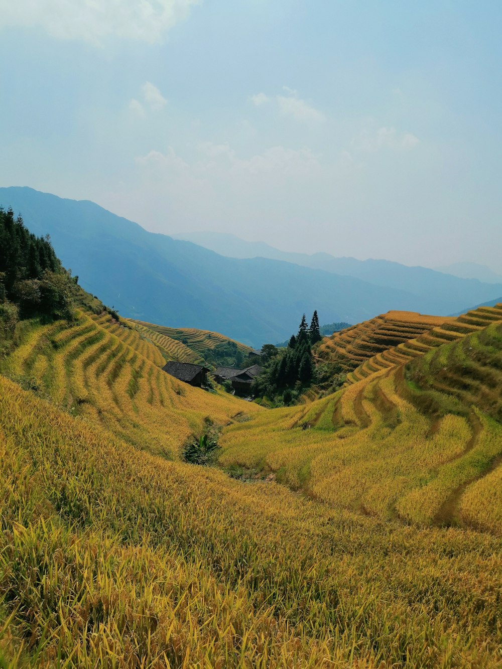 rice terraces under blue sky