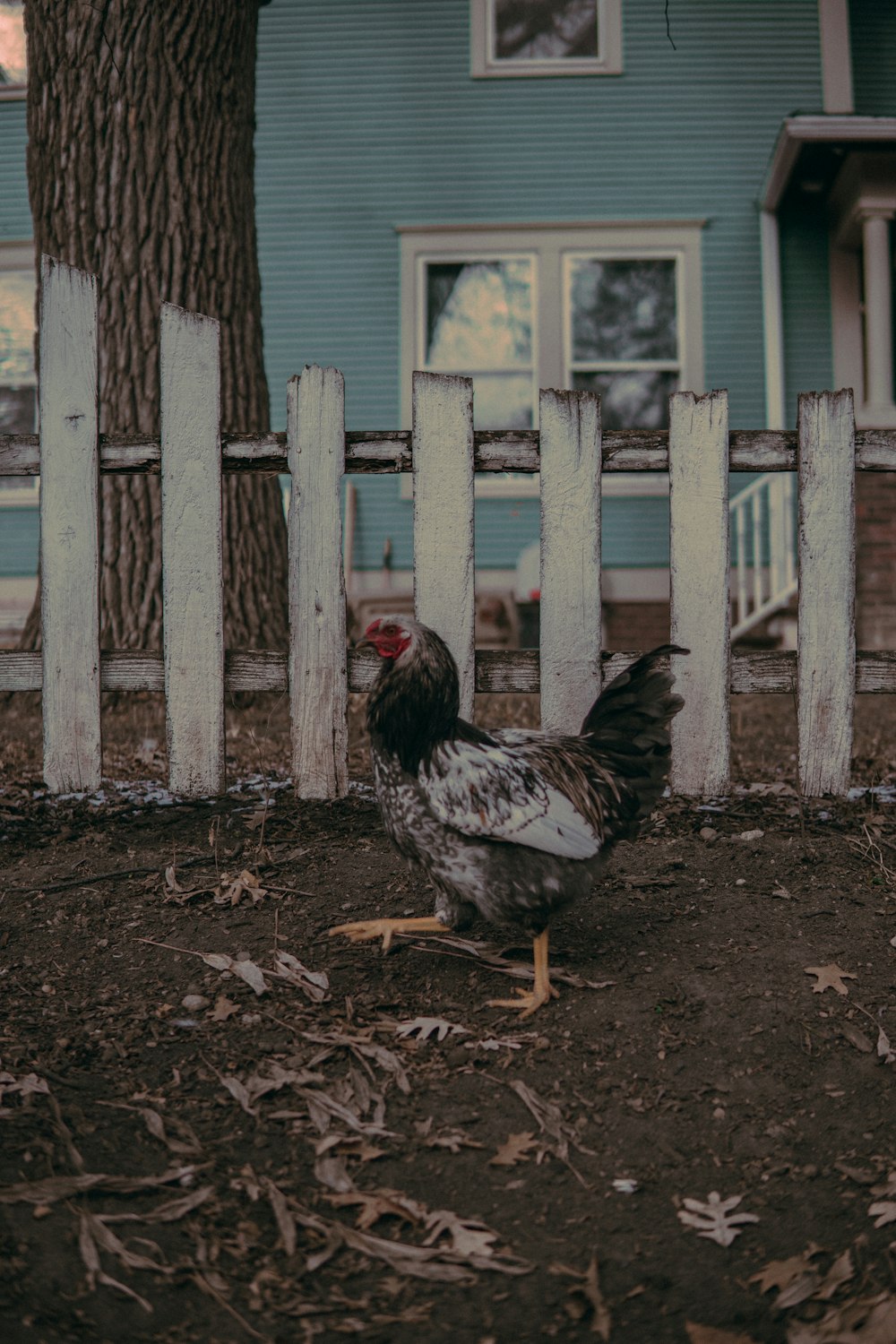 grey and black chicken