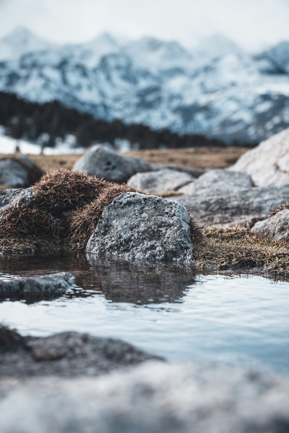 a bird is standing on a rock near a body of water