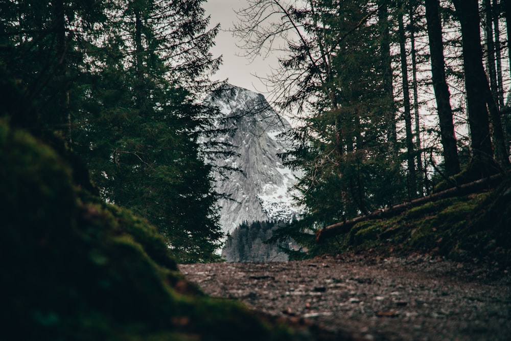 low angle photo of mountain covered with snow