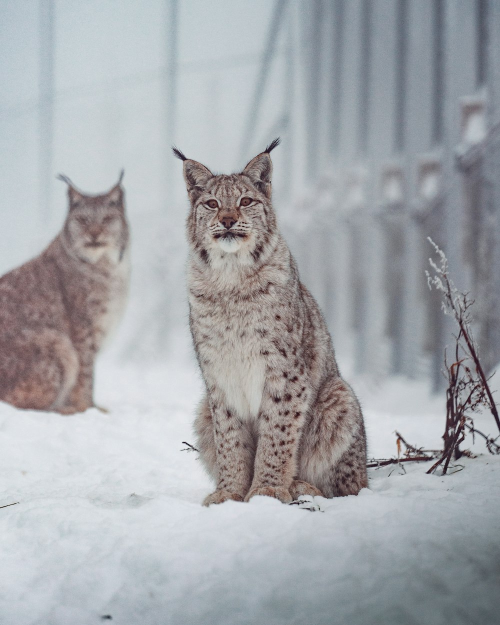 Un couple de lynx assis dans la neige