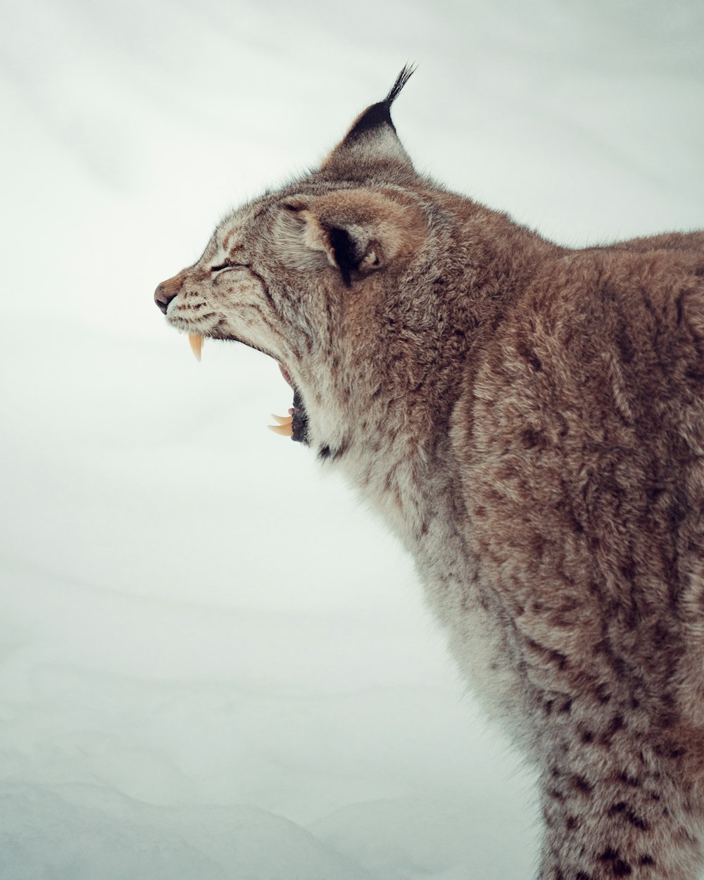 yawning cat