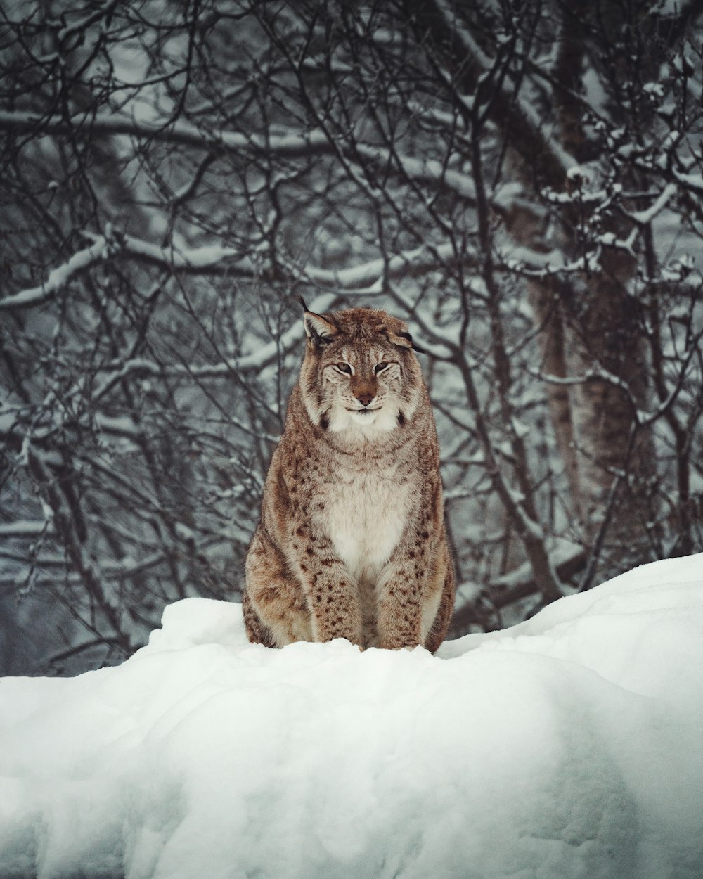 a lynx sitting in the snow in front of some trees
