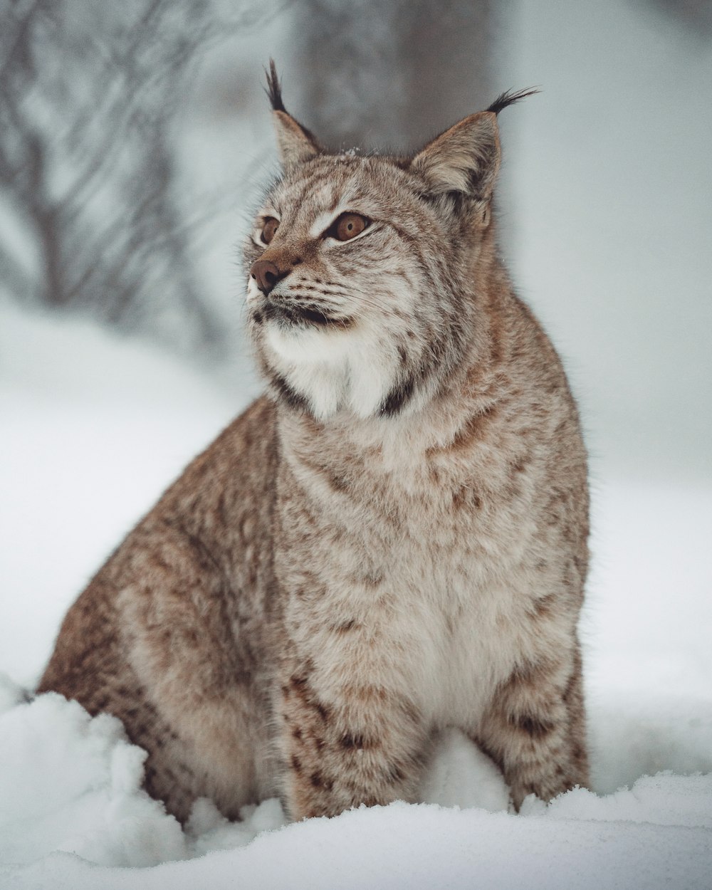 brown cat on snow