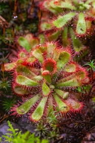 A close-up of a vibrant sundew plant featuring green leaves with red, hair-like structures covered in dew droplets. The plant appears lush and healthy, growing amidst dark, moist soil and surrounded by small patches of moss and other foliage.