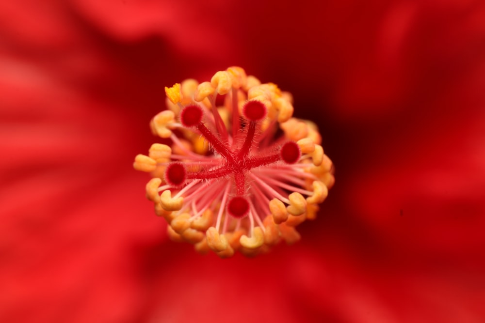 yellow flower pollen