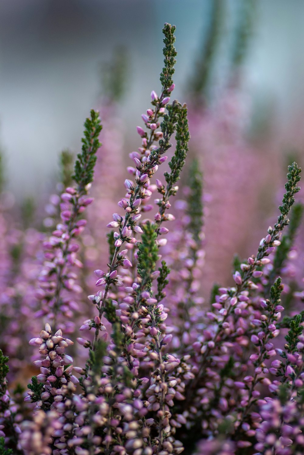 photographie de champ de fleurs pourpres