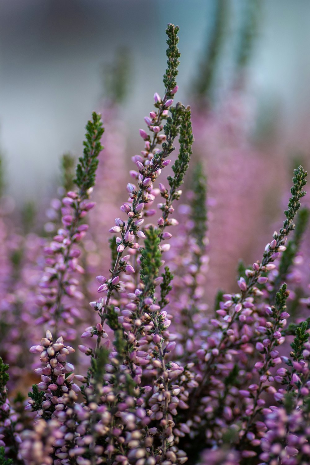 Fotografía de campo de flores púrpuras