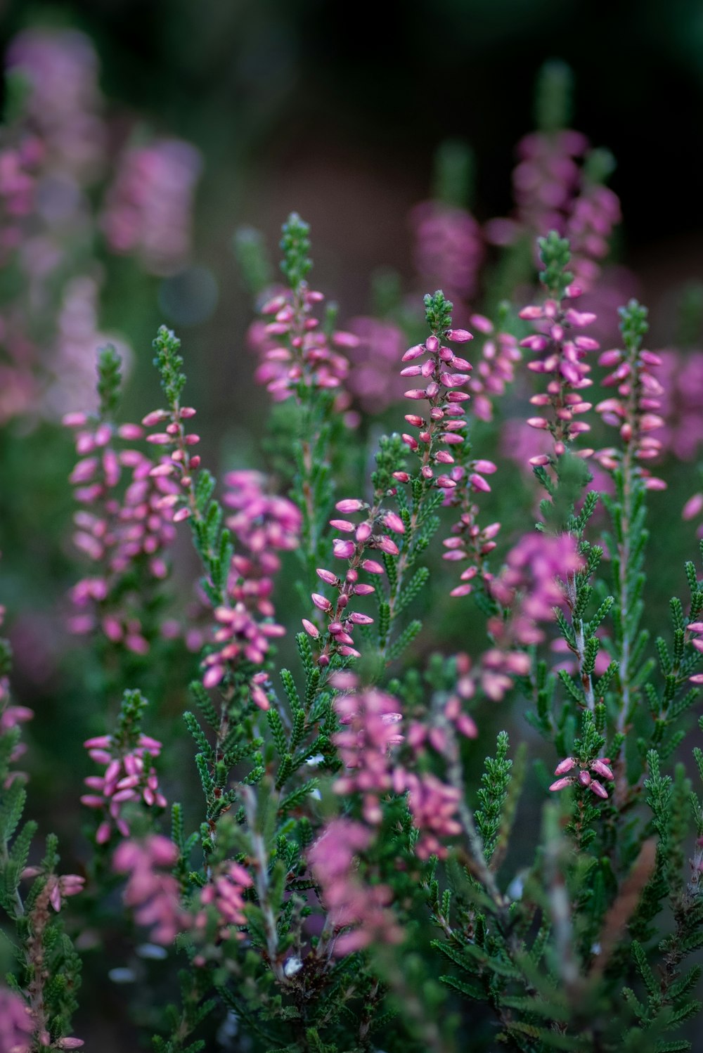 purple flowers