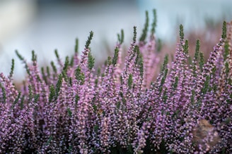 selective focus photography of purple flowers