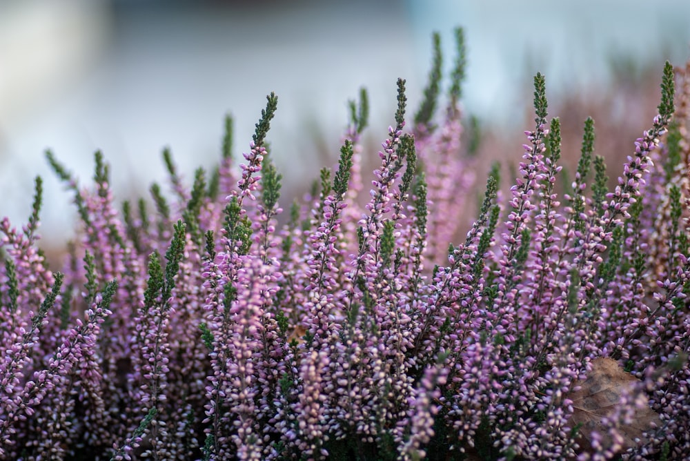 Fotografía de enfoque selectivo de flores moradas