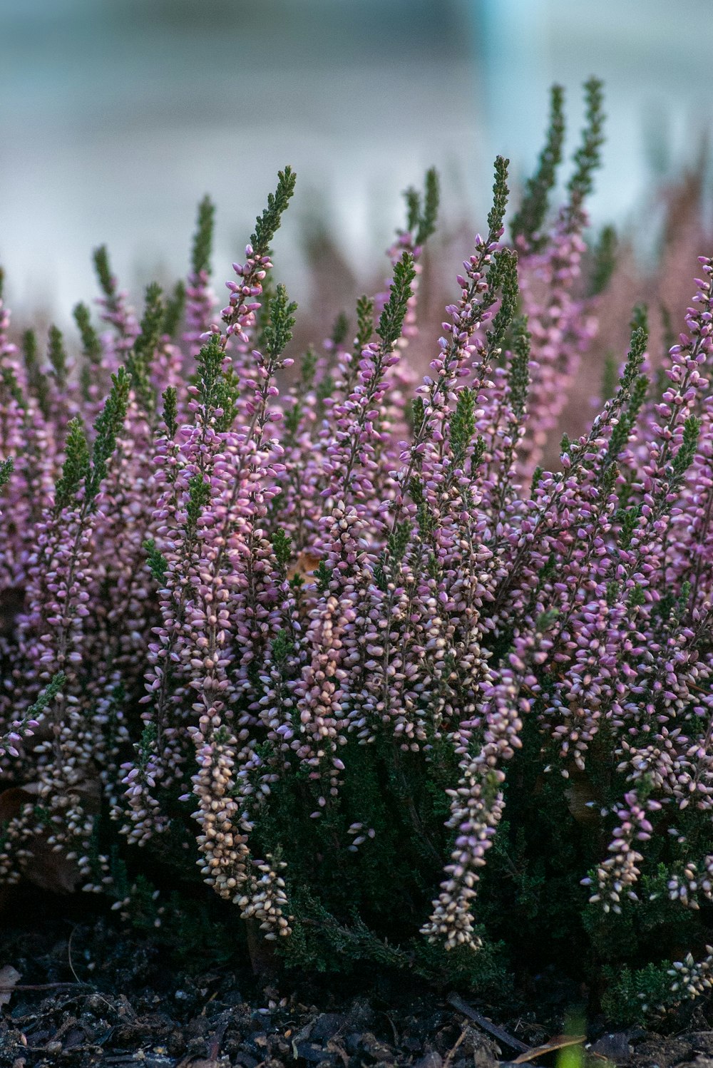 pink flowers