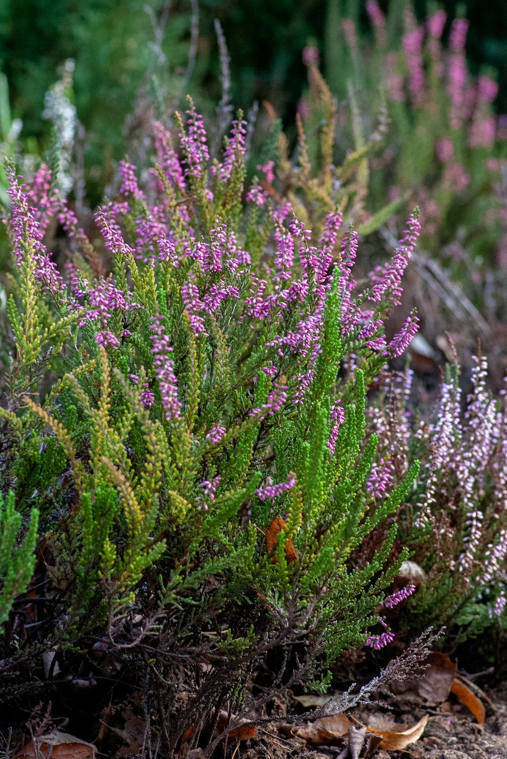 flor de pétalos púrpuras