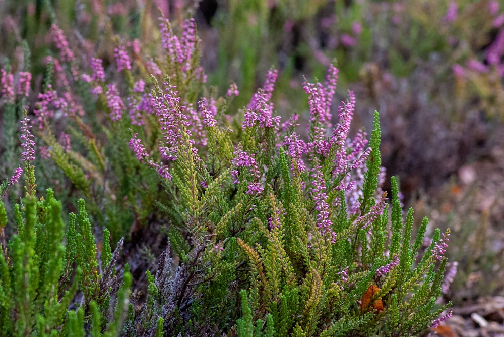 purple flowers