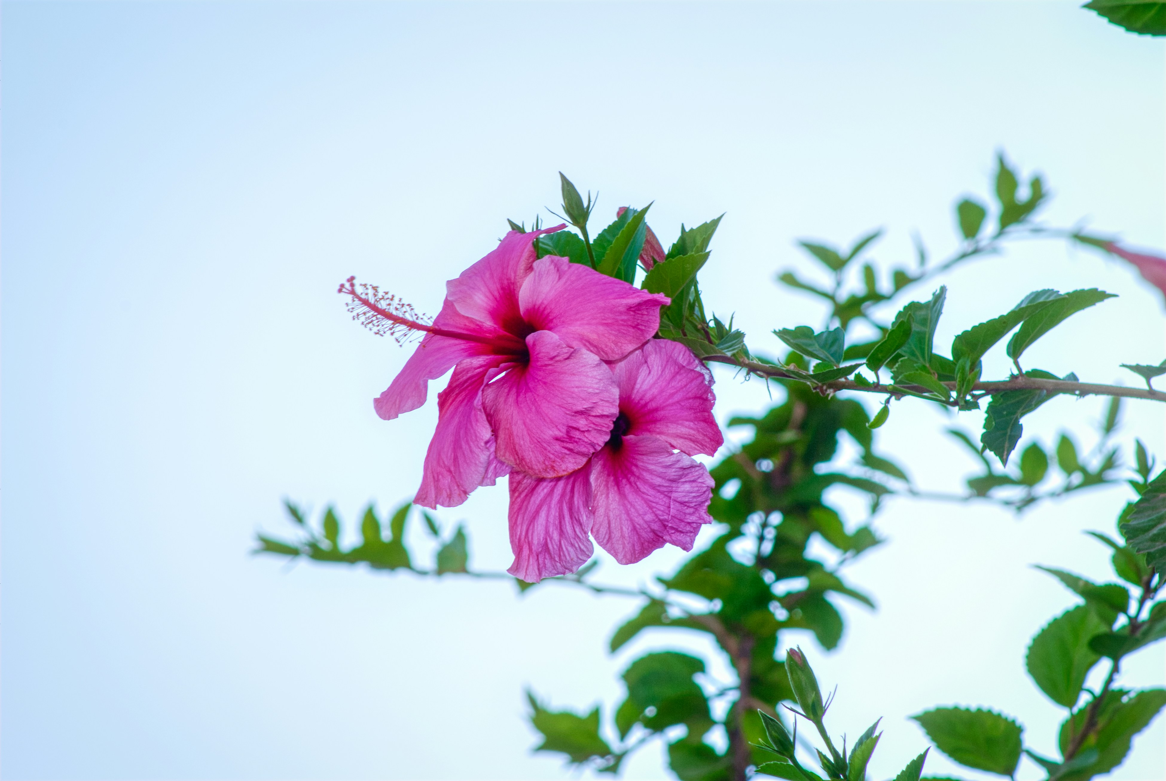 Photo by luismisanchez