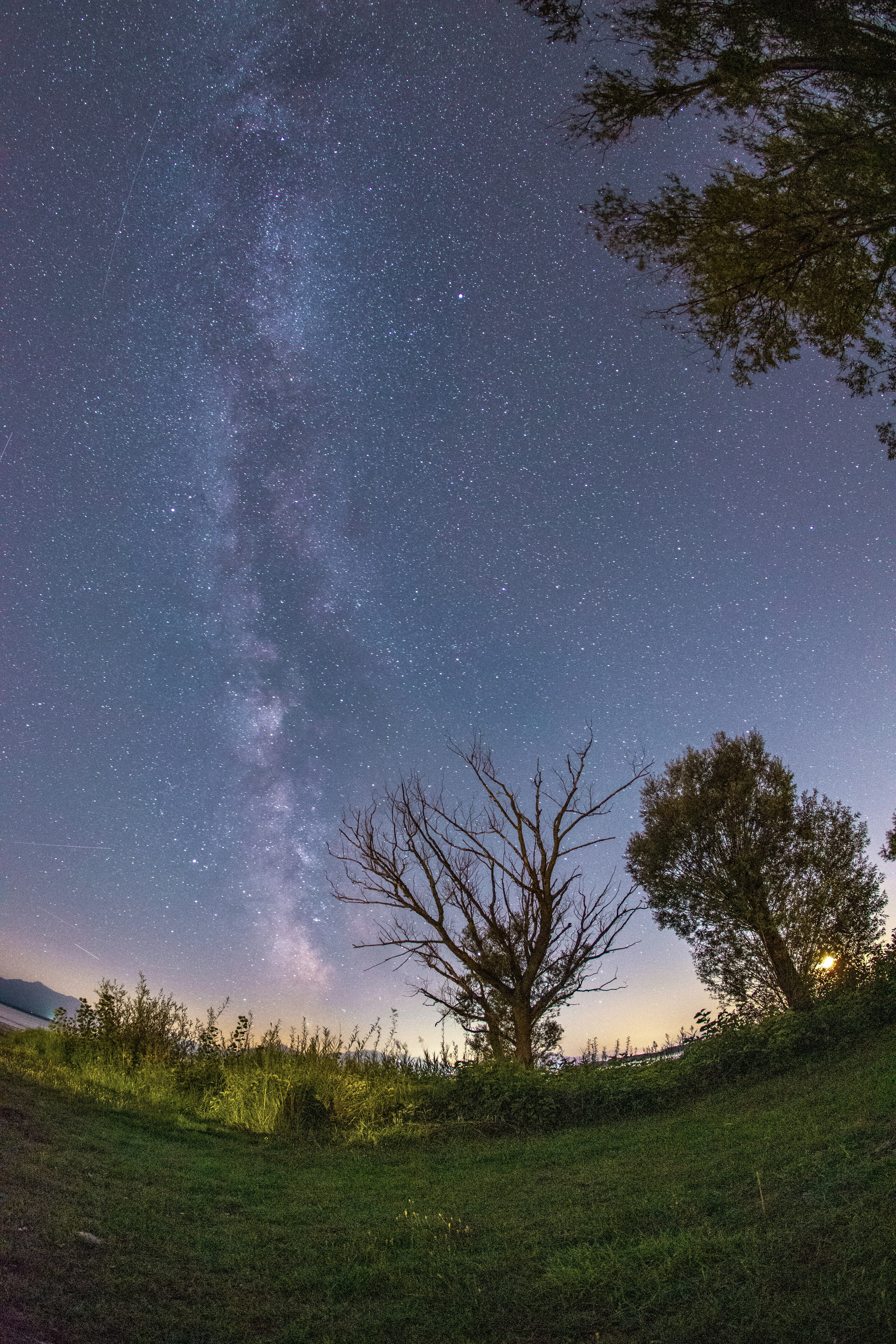 green trees under starry sky