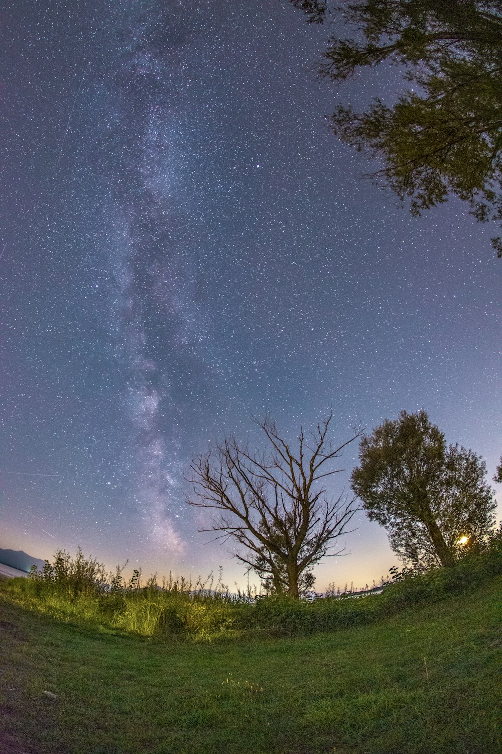 green trees under starry sky