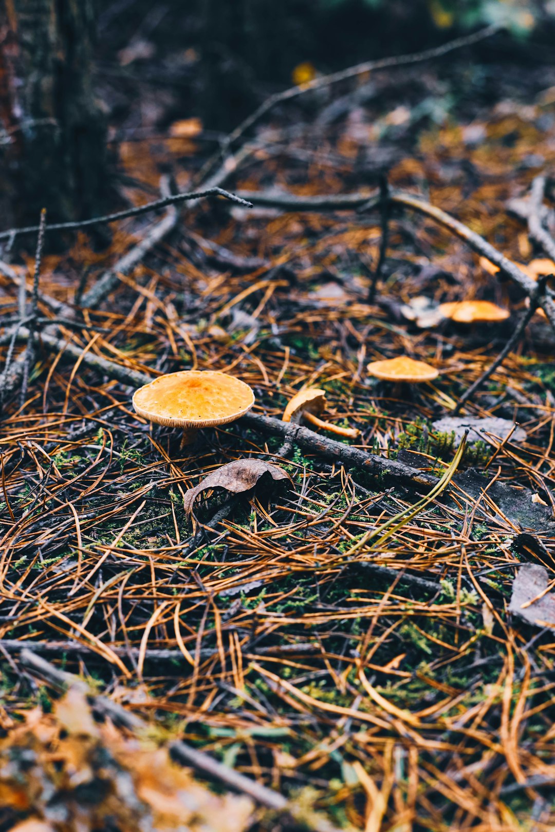 white and brown mushroom photograph