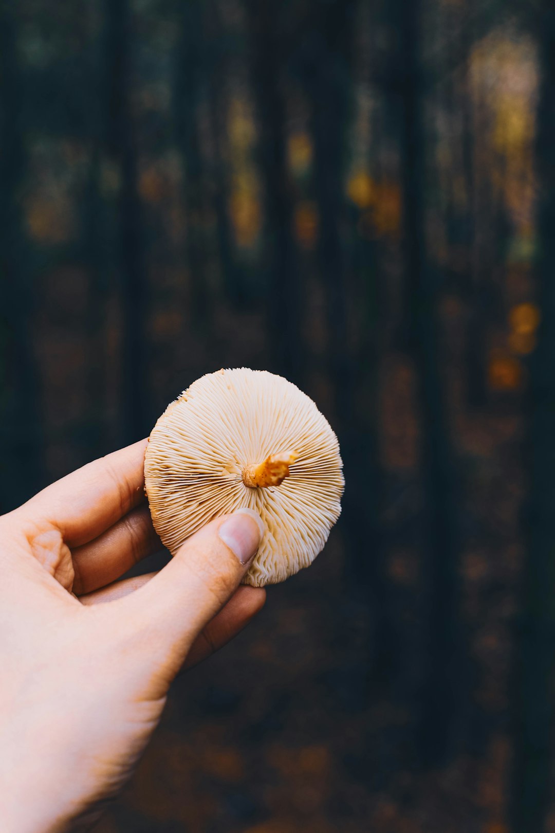 person holding brown mushroom