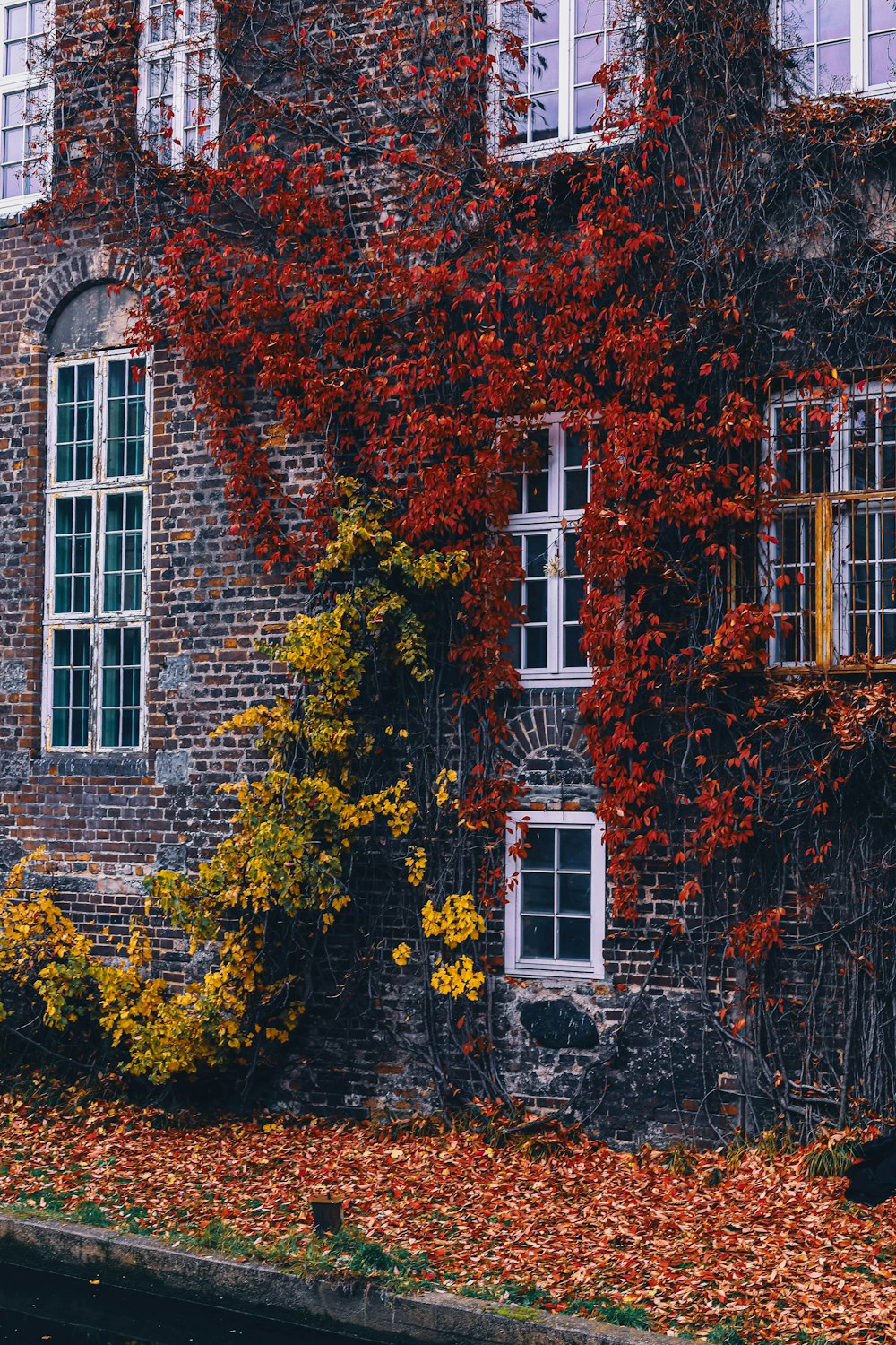 building with vines