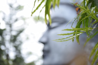 A serene and blurred depiction of a face is partially obscured by sharp, green leaves in the foreground. The background is bright and unfocused, adding a tranquil atmosphere.