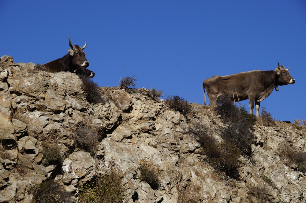 two cows standing on top of a rocky hill
