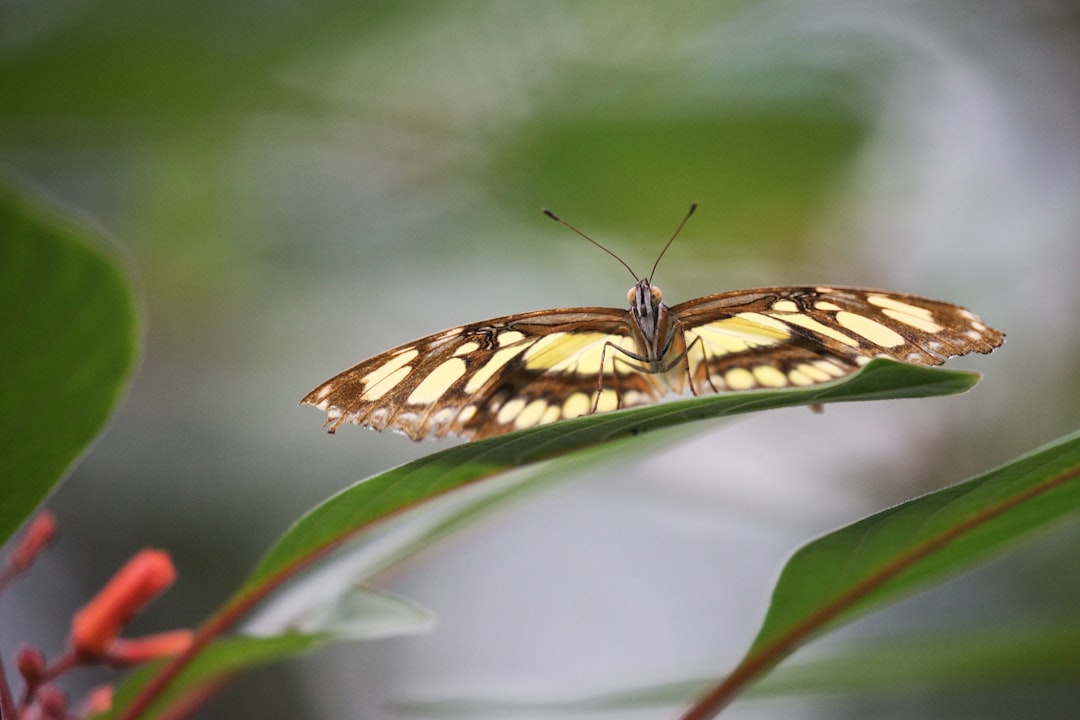 yellow and brown butterfly perching on leaf