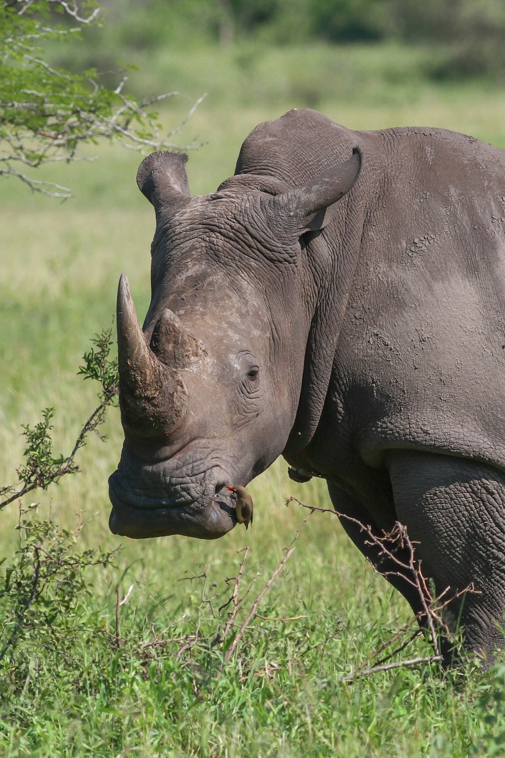 rhinocéros noir sur herbe verte