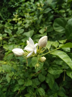 A beautifully arranged bouquet of jasmine flowers ready for export.